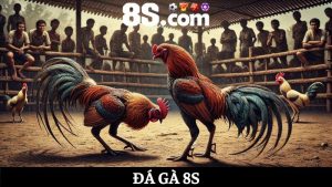 đá gà 8S 