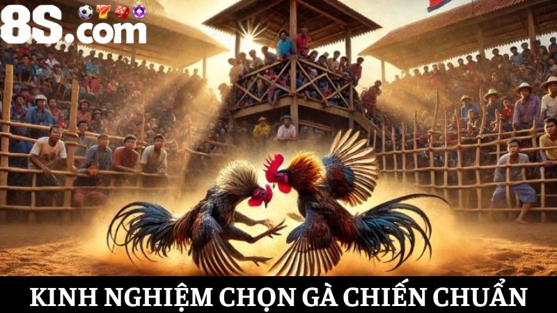 Kinh nghiệm chọn gà chiến tham gia đá gà 8S